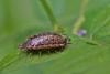Philoscia muscorum